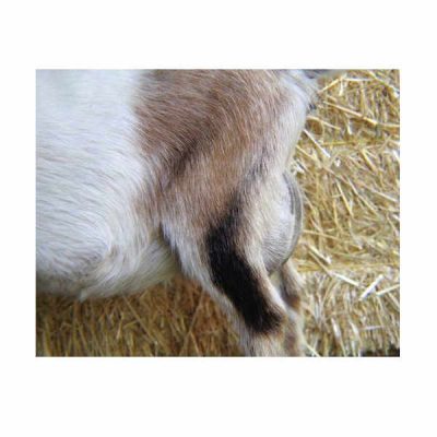 cleo-side-udder-4-19-square