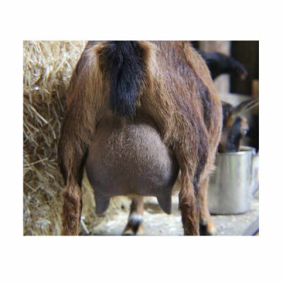 moon-rear-udder-4-22-19-square
