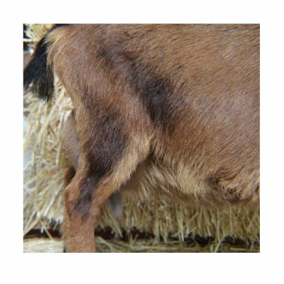 moon-side-udder-4-22-19-square