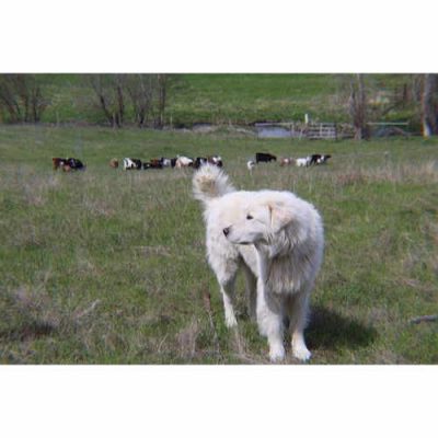 halo-goats-in-background-4-27-19-square