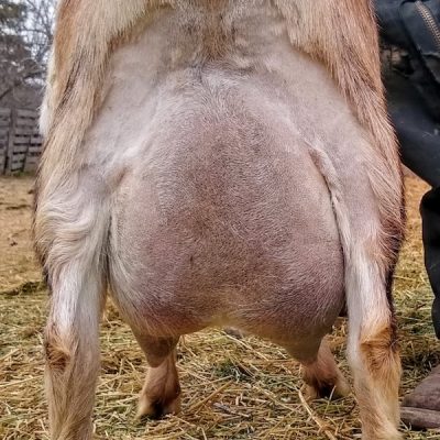 cleo-rear-udder-3-6-21