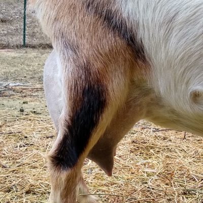 cleo-side-udder-3-6-21