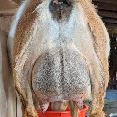 verity-rear-udder1-4-22-21
