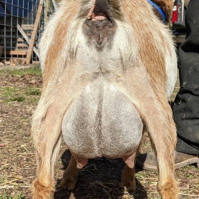 verity-rear-udder2-4-22-21