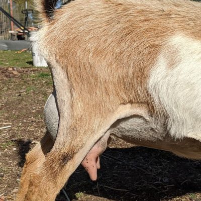 verity-side-udder-4-22-21