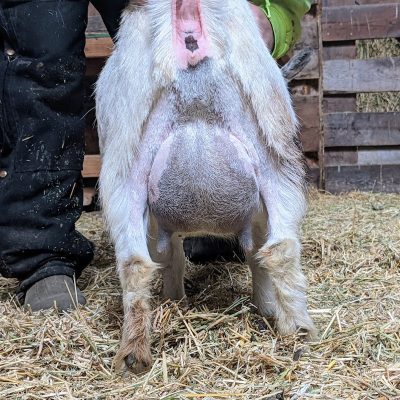 joy-rear-udder-3-15-22