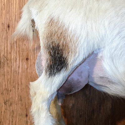 joy-side-udder-3-15-22