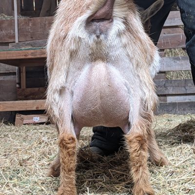 nova-rear-udder-3-15-22