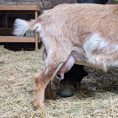 nova-side-udder-3-15-22