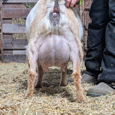verity-rear-udder-3-15-22