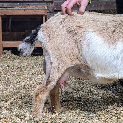 verity-side-udder-3-15-22