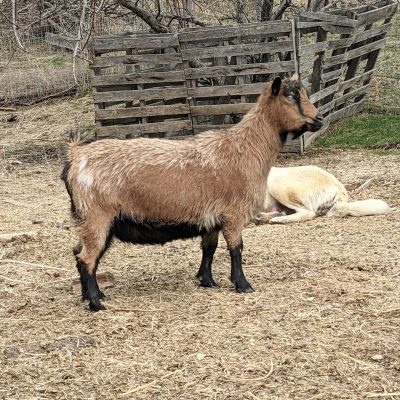 p25-blue-vervain-yearling-2023