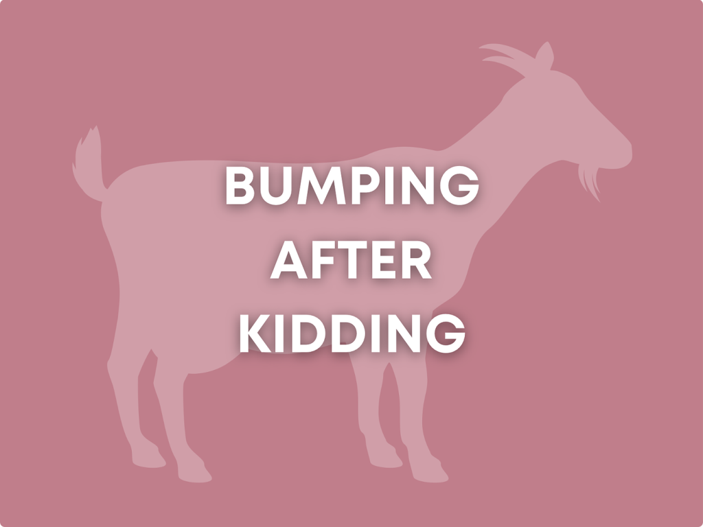 Bumping After Kidding - What Does It Mean and Should You Do It?