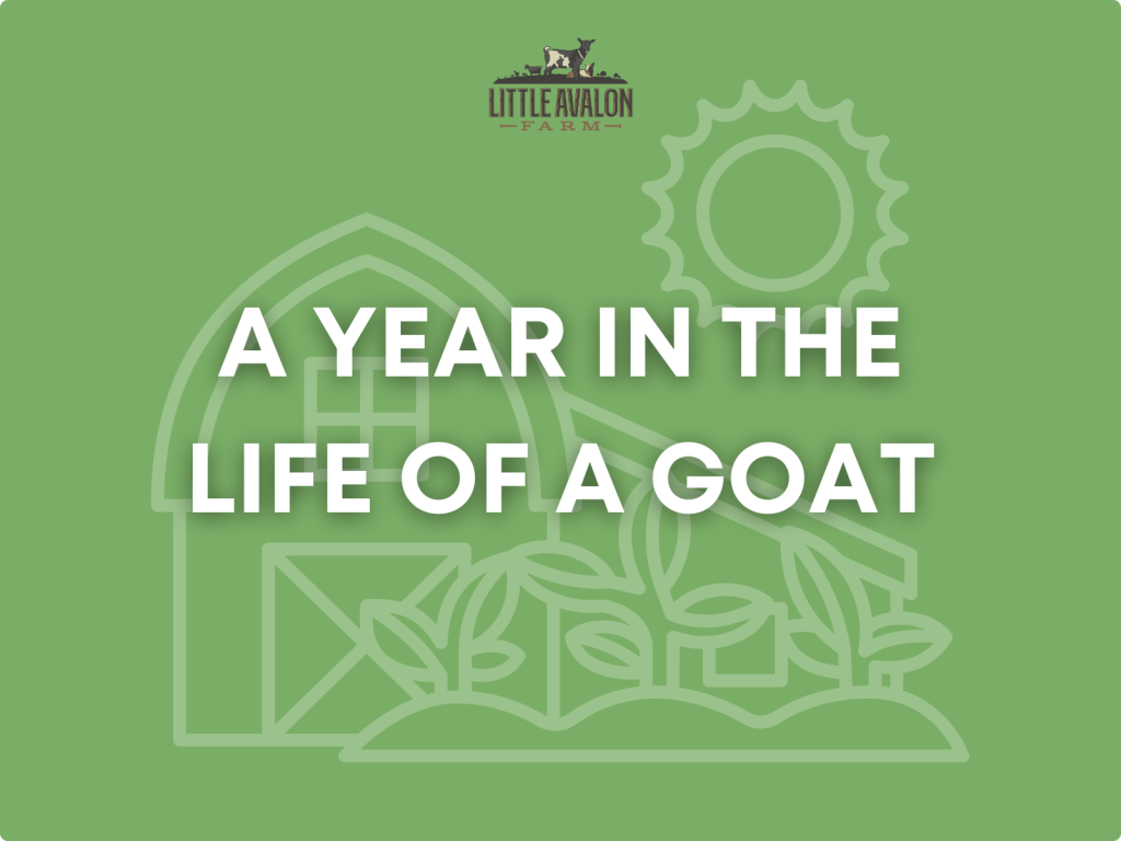 A Year in the Life of a Goat