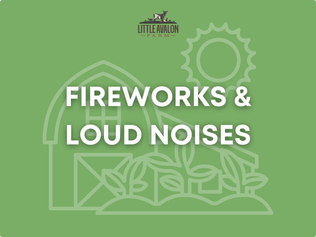 Fireworks & Loud Noises