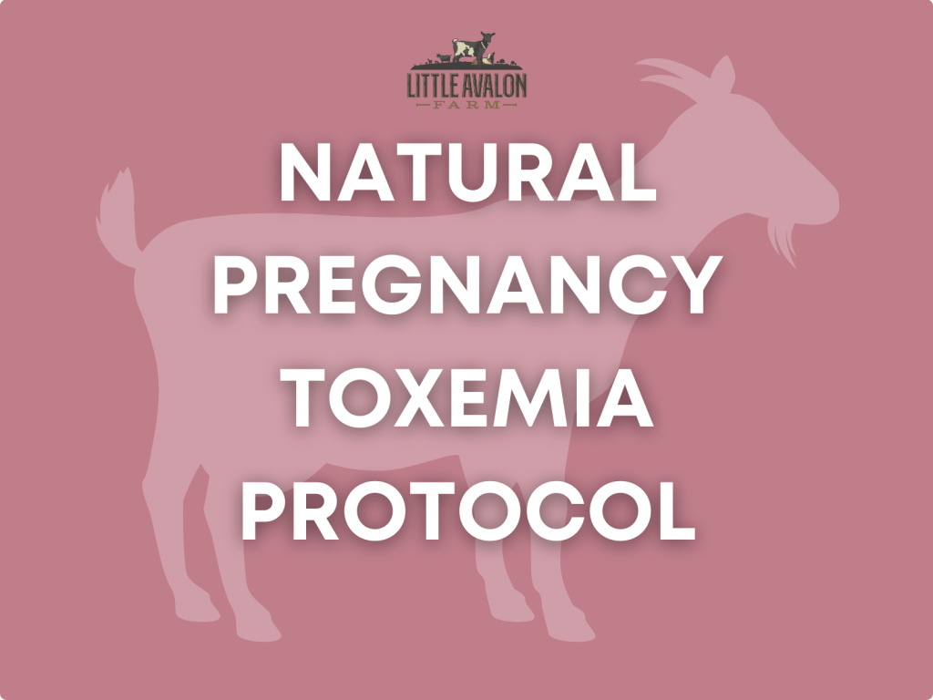 Natural Pregnancy Toxemia Protocol for Goats