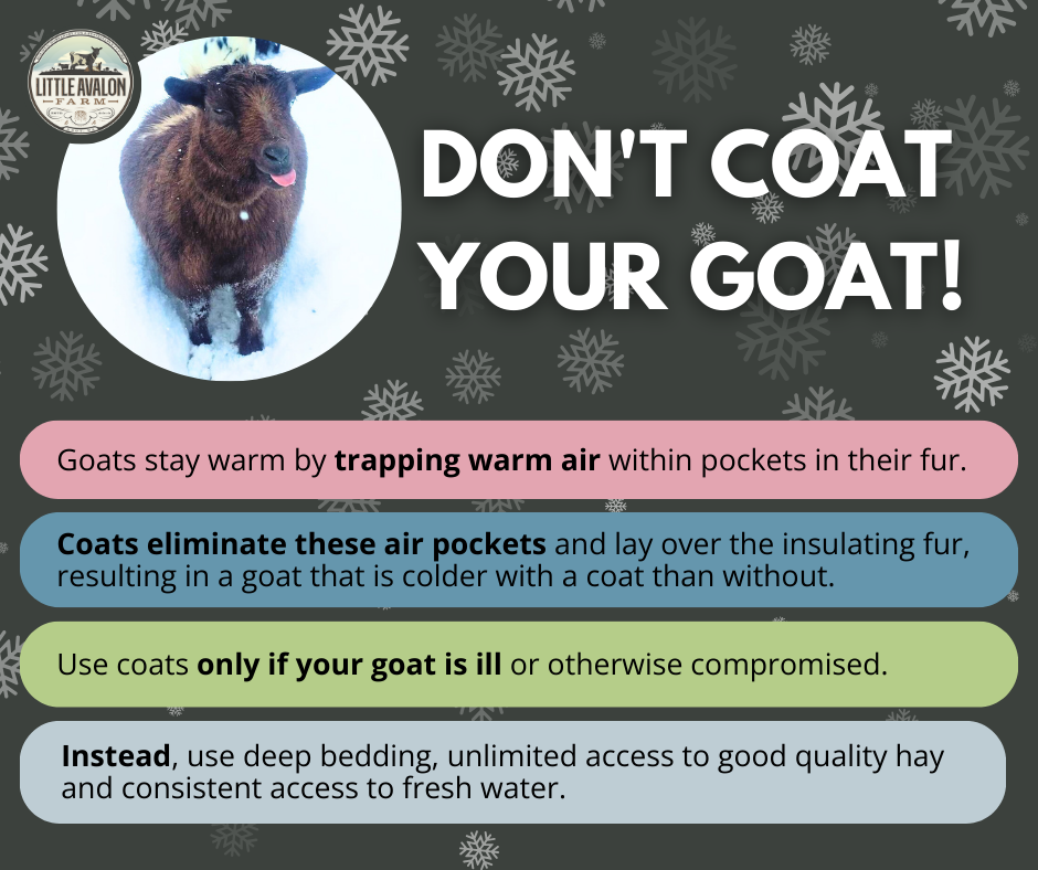 Should You Put a Coat on Your Goat?