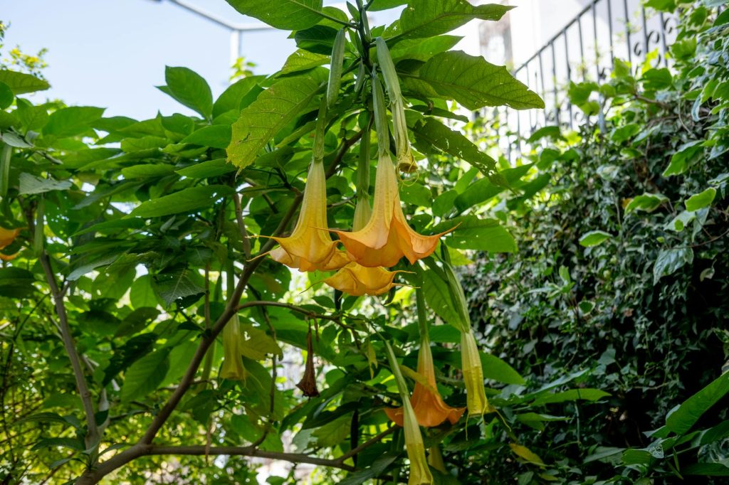 Is Angel's Trumpet Toxic for Goats?