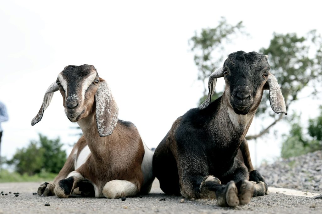 When to Wait and Watch: The Art of Non-Intervention in Goat Care